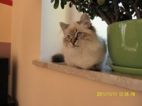 /album/galeria-ambrozja/ambrozja-kocigajpl-2-jpg/